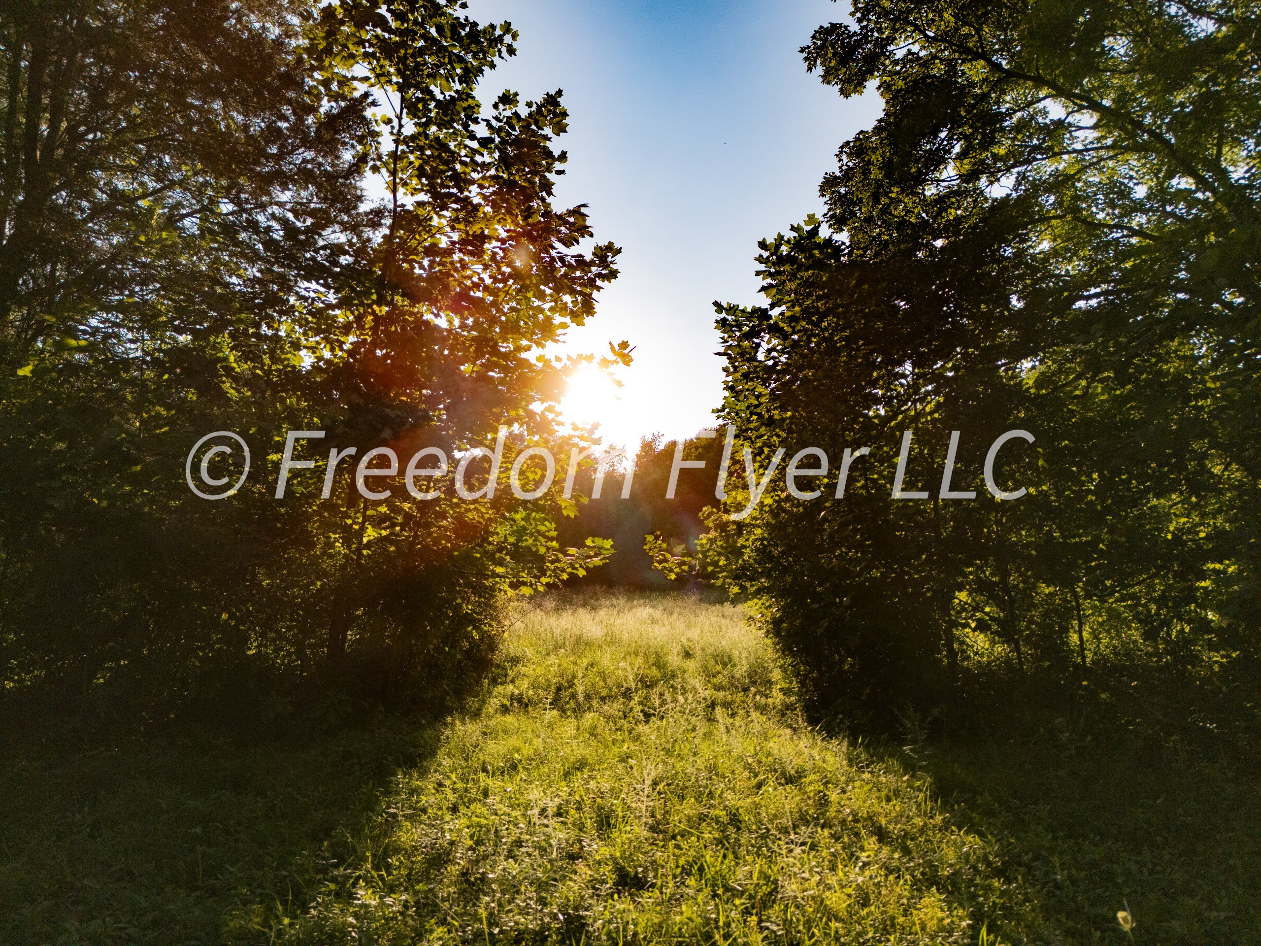 Sunset through the Trees